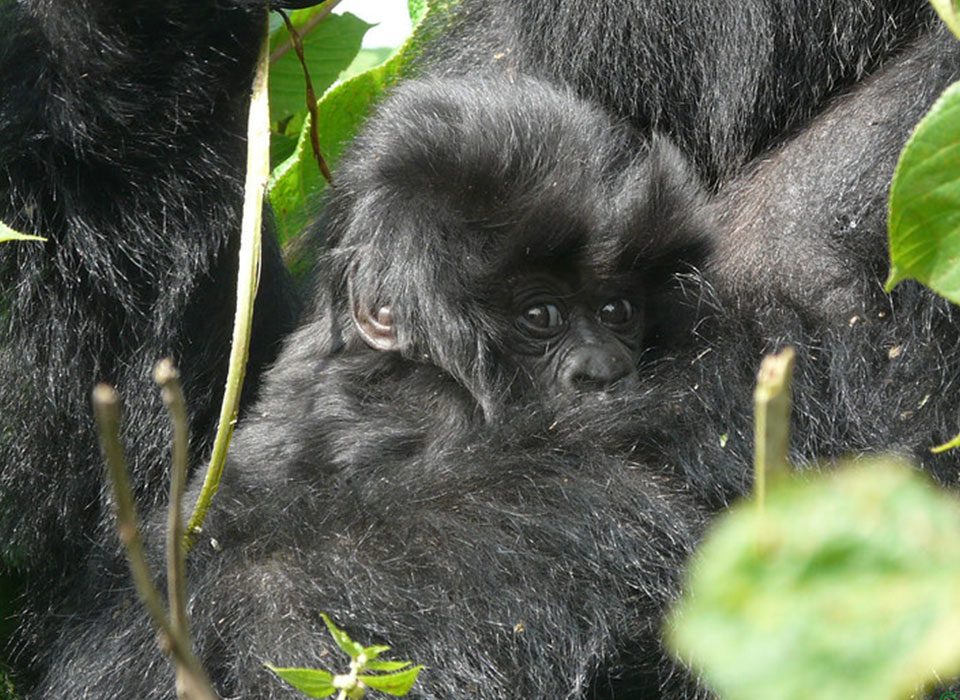 Forest Elephants vs Mountain Gorilla
