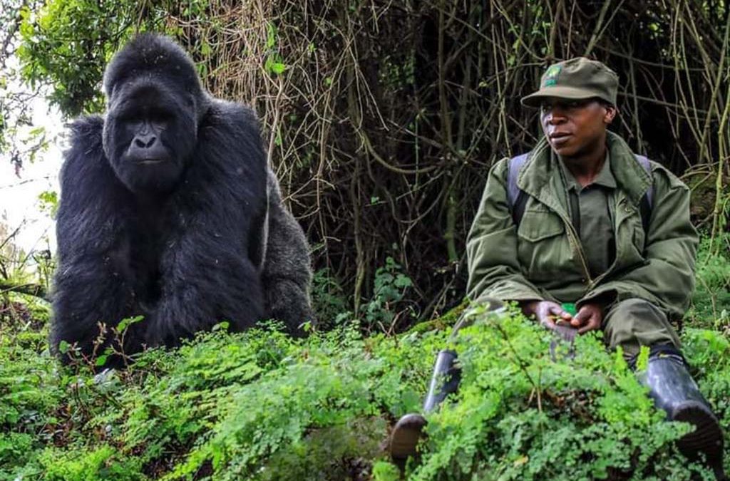 Prepare Physically and mentally for Your Gorilla Safari