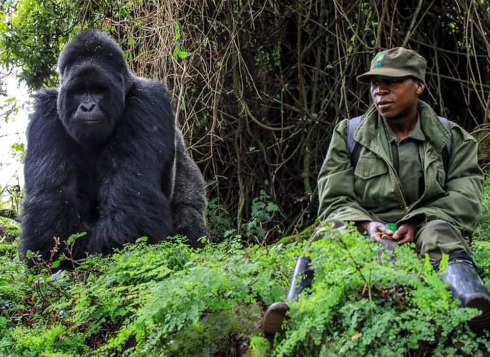 Prepare Physically and mentally for Your Gorilla Safari