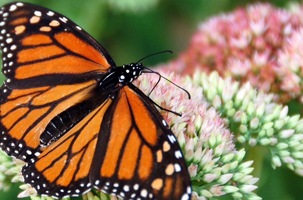 Butterfly watching safaris 2 Butterfly watching safaris