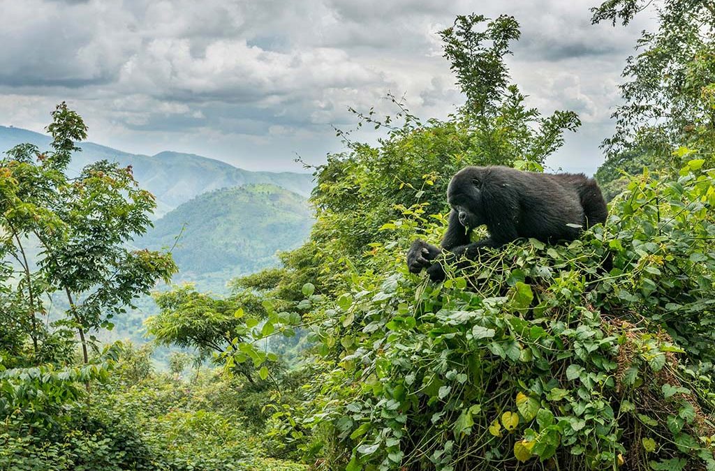What Makes Bwindi Gorilla Trekking Uganda's Most Treasured Wildlife Experience? 2 Bwindi gorilla trekking