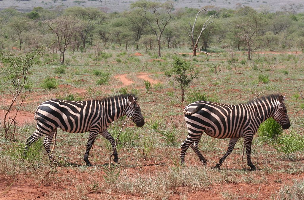 Facts About Akagera National Park