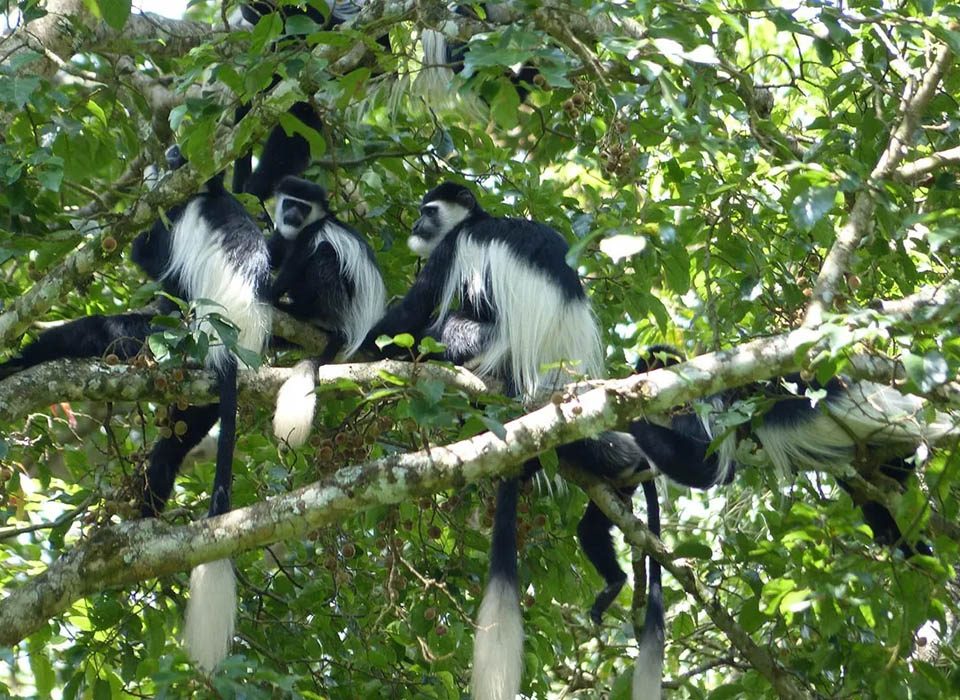 animals in bwindi