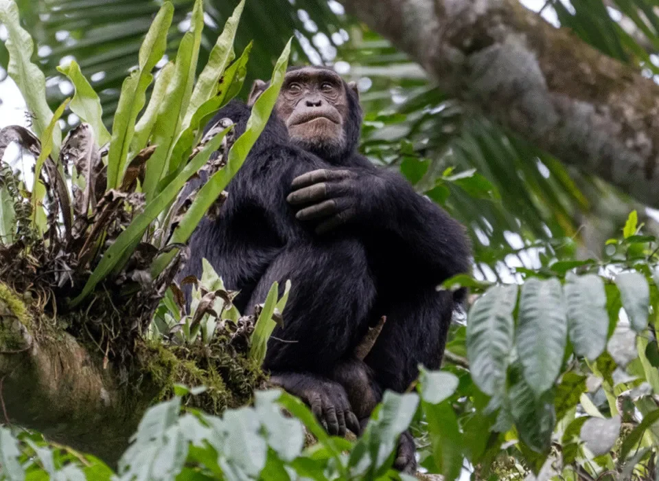 Chimpanzee Habituation in Nyungwe Forest National Park