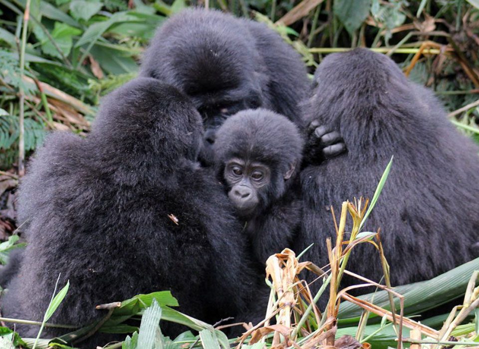 Gorilla Tracking and Wildlife Safari Experience