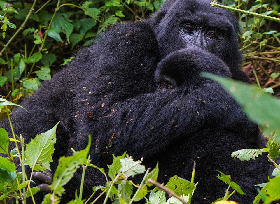 Gorilla Trekking and Cultural Experience in Uganda 14 Gorilla Trekking and Cultural Experience in Uganda