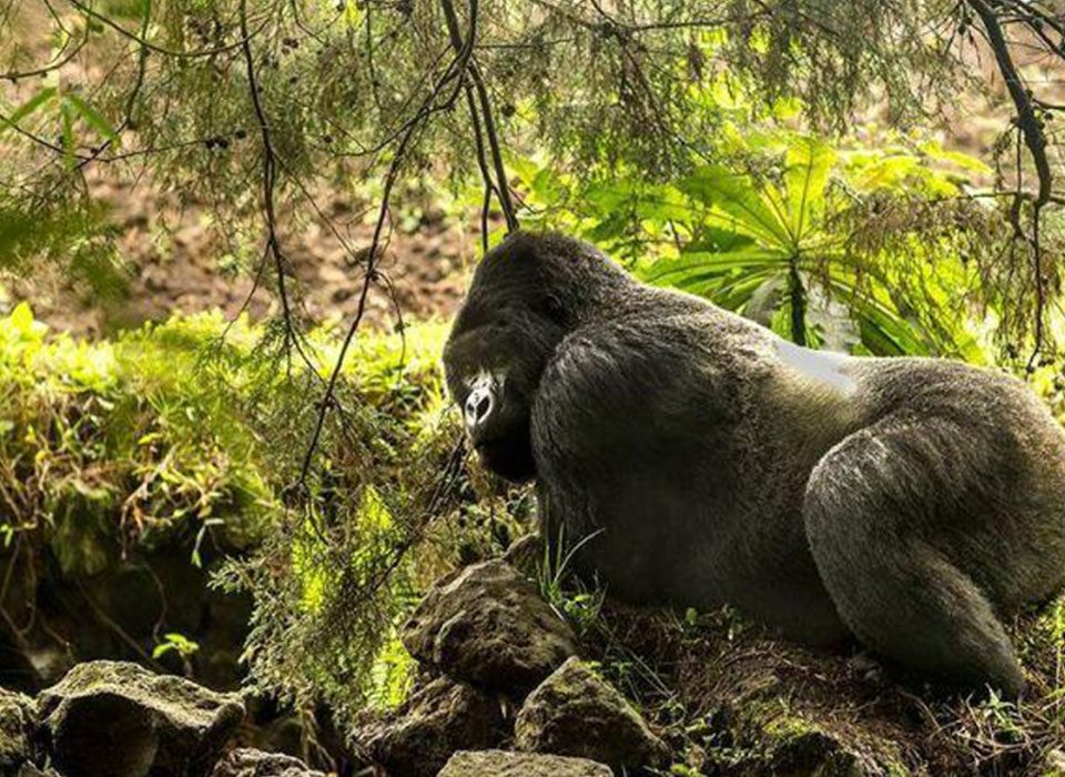 How to Obtain Gorilla Trekking Permits