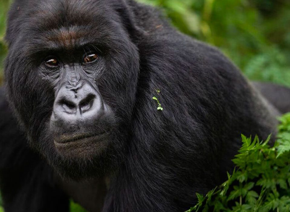 Nkuringo Gorilla Habituation Experience