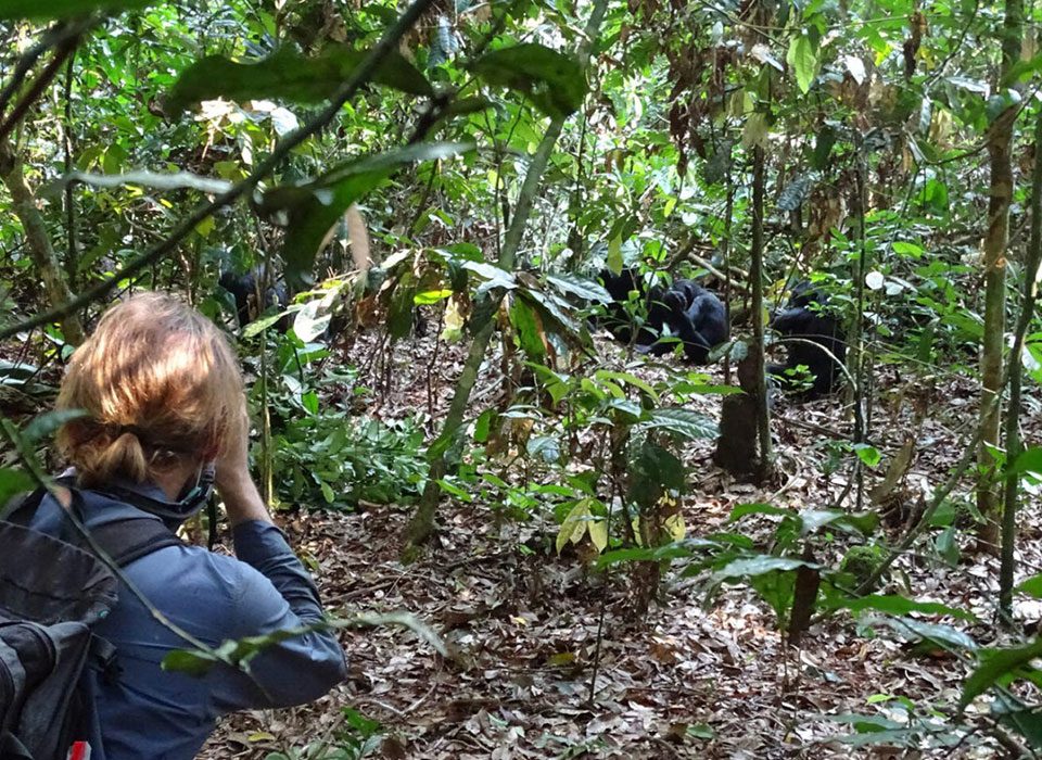 Primate Filming in Uganda