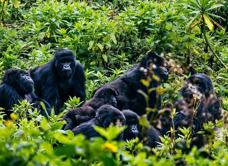 Reasons Why You Should Trek Gorillas in Uganda