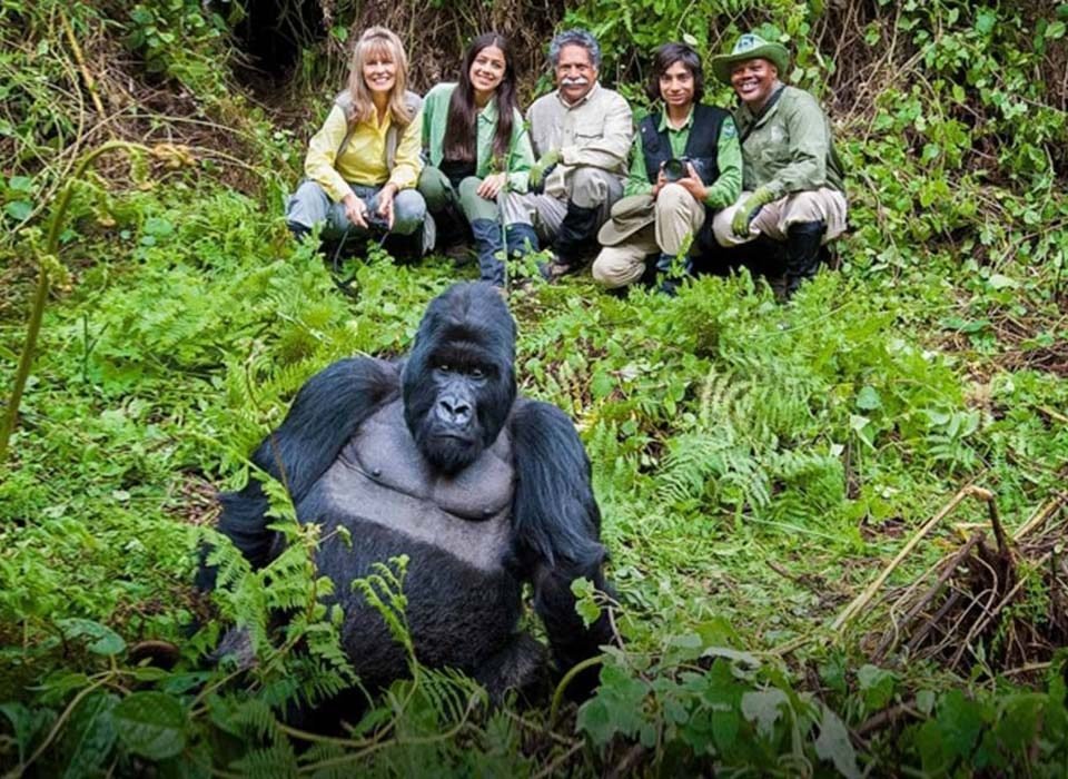 Why is gorilla trekking more expensive in Rwanda than Uganda?