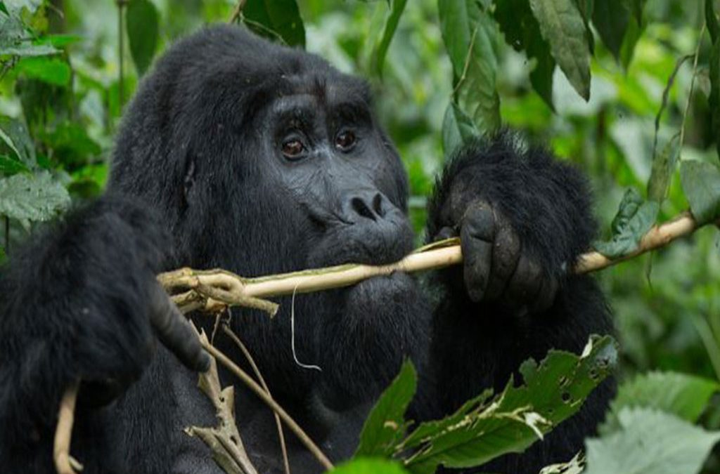 Why Visit Bwindi in October 2 Why visit Bwindi in October