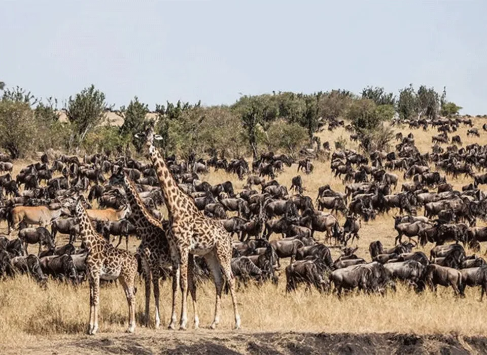 Is Uganda or Kenya better for a Safari? 12 6 Days Masai Mara and Bwindi Flying Safari