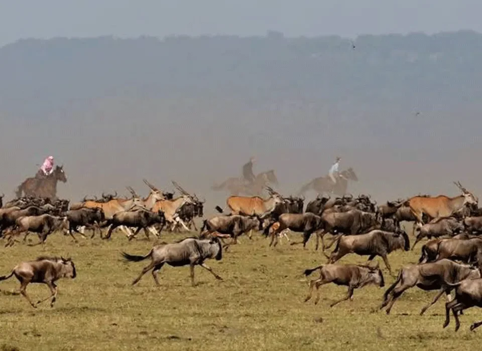 How is the Combined Uganda and Kenya Safari Experience? 15 Combined Uganda and Kenya Safari Experience