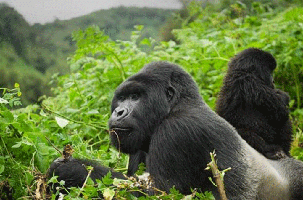 Altitude for Gorilla Trekking in Rwanda 2 Altitude for Gorilla Trekking in Rwanda