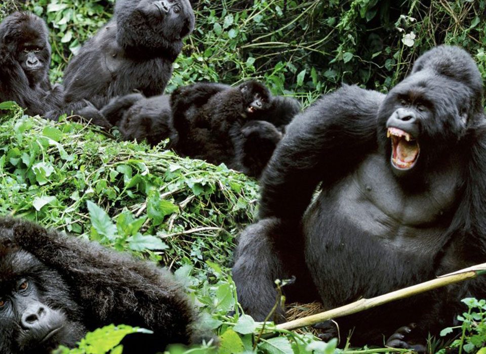 Are Gorillas Aggressive
