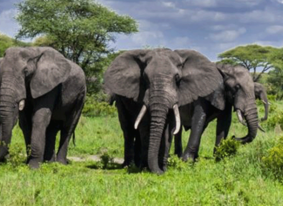 Big Five Safari Parks Tanzania