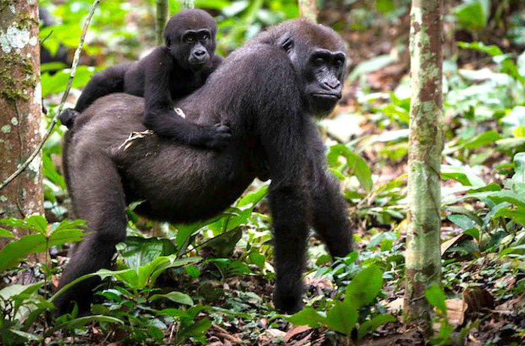 Chances of Seeing Gorillas in Bwindi 2 Chances of Seeing Gorillas in Bwindi
