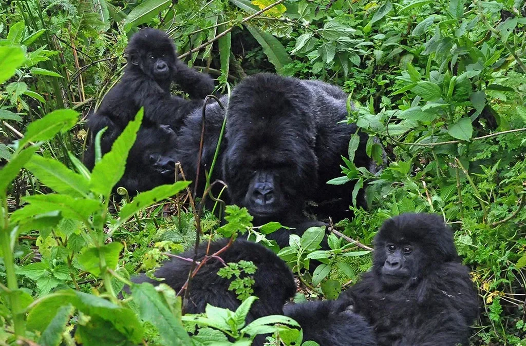 Is Gorilla Habituation Worth The Money? 2 Is Gorilla habituation Worth The Money?