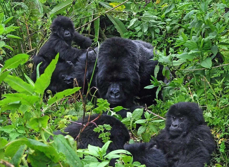 Is Gorilla habituation Worth The Money?