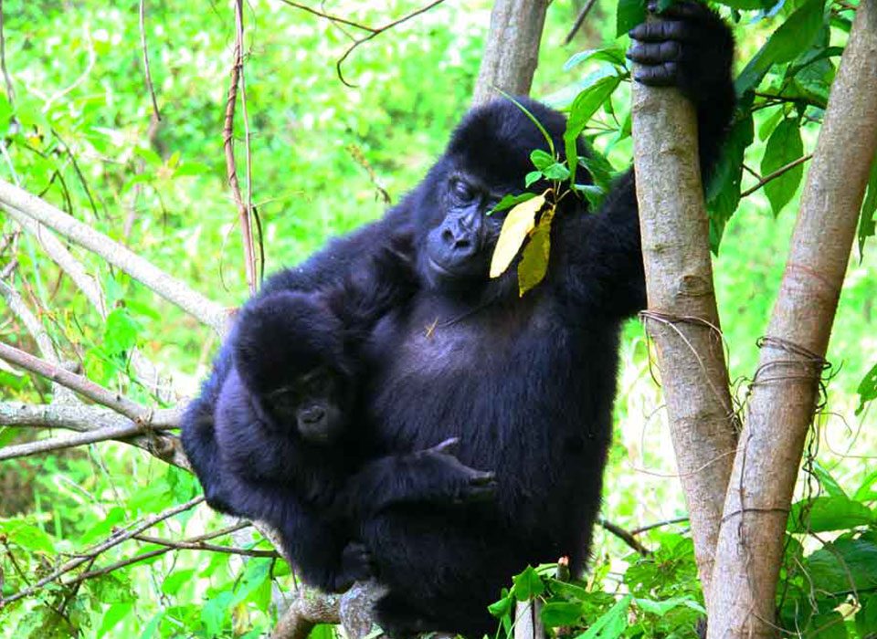 Gorilla Tracking Safari from Entebbe