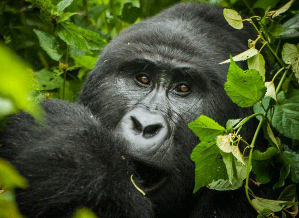 How Early Can I Book a Gorilla Safari in Uganda