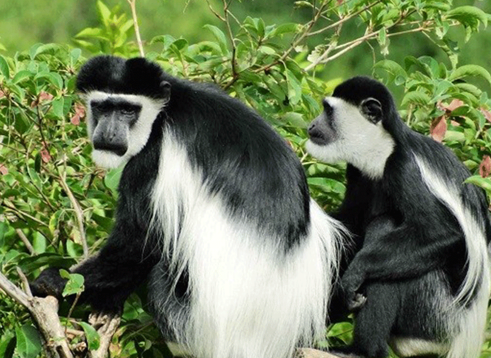Primate species viewable on guided walks