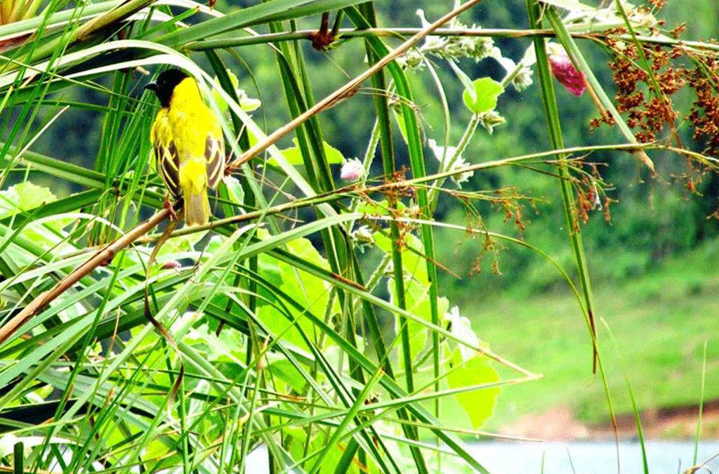 Seasonal Bird Sightings Lake Bunyonyi