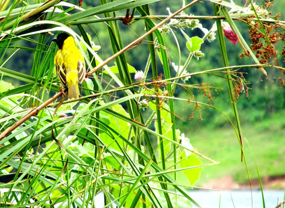 Seasonal Bird Sightings Lake Bunyonyi