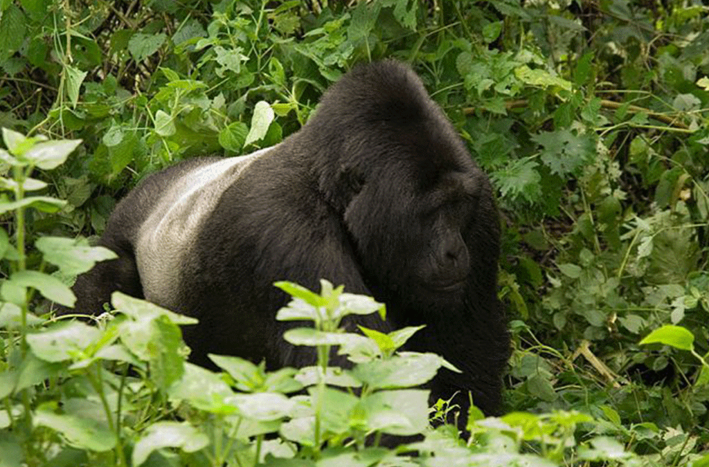 Silverback Leadership and Conflicts