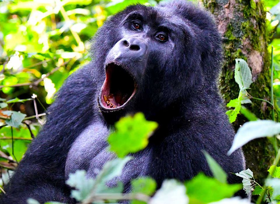 The cheapest Gorilla tours in Uganda