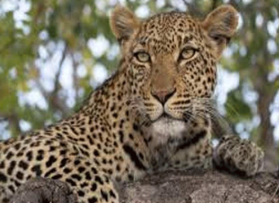 Uganda Night Safari Parks