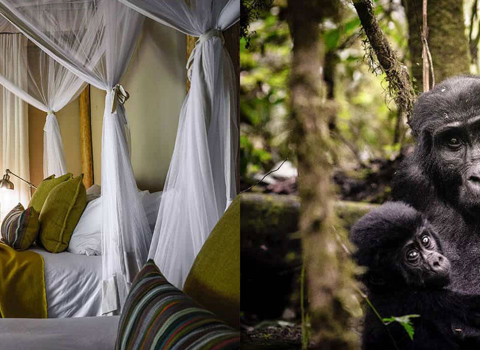 Where you should stay for gorilla trekking in Bwindi