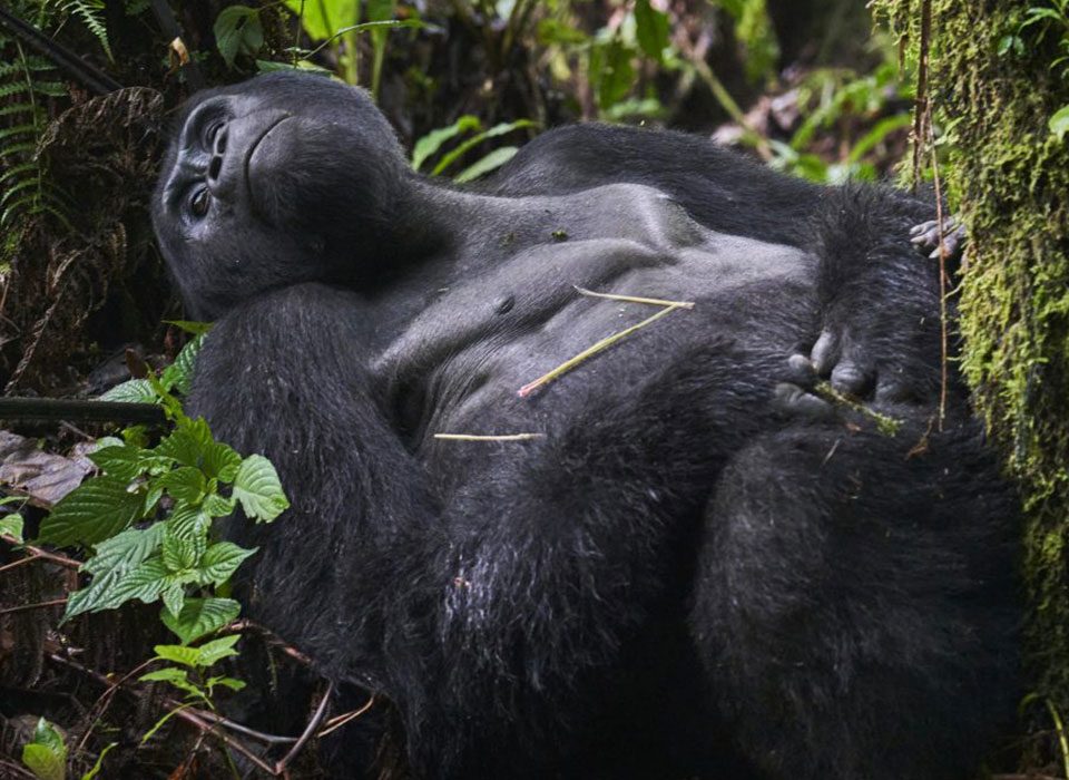 Why Trek Gorillas in Rushaga 12 Why trek Gorilla in Rushaga