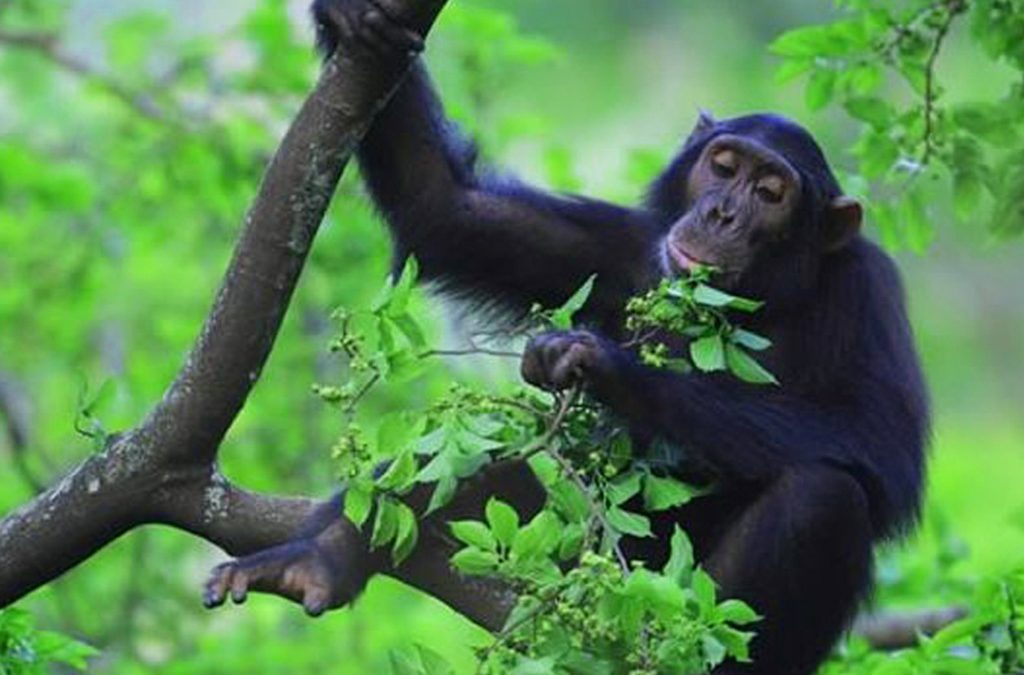 Chimpanzee Social Structures: Nyungwe Gishwati