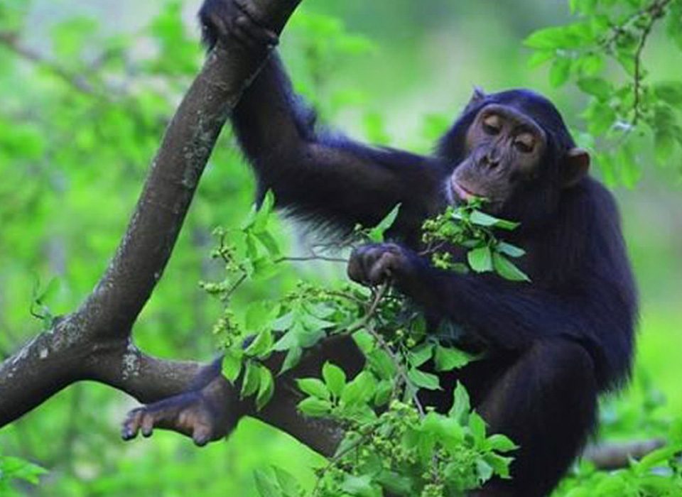 Chimpanzee Social Structures: Nyungwe Gishwati
