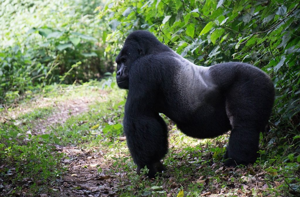 gorilla tracking Africa safari bookings