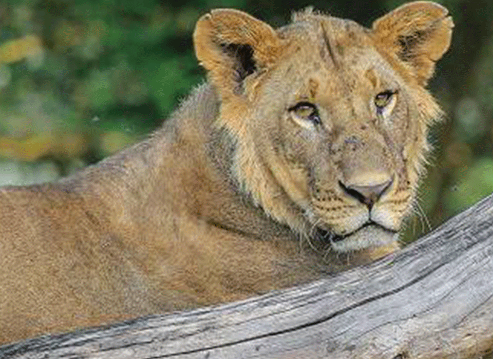 1 Day Lake Nakuru Itinerary