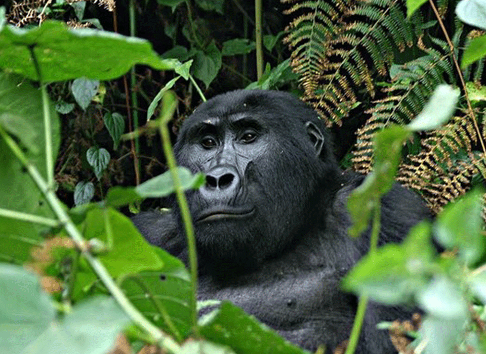 3 day Gorilla and L. Bunyonyi tour from Entebbe