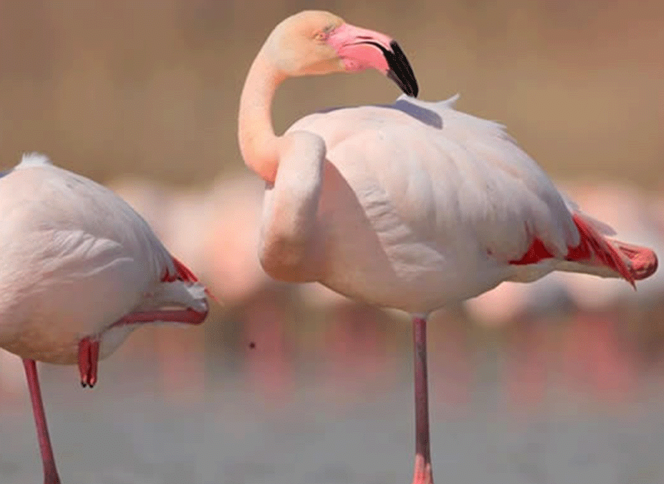 Best Amboseli Waterbird and flamingo Spots