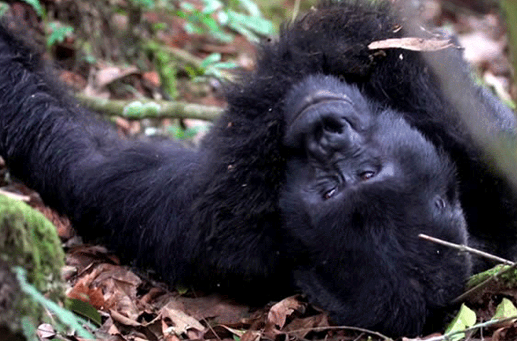 Best Primate Tracking Experience