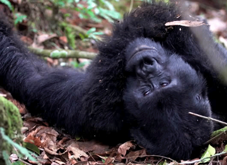 Best Primate Tracking Experience