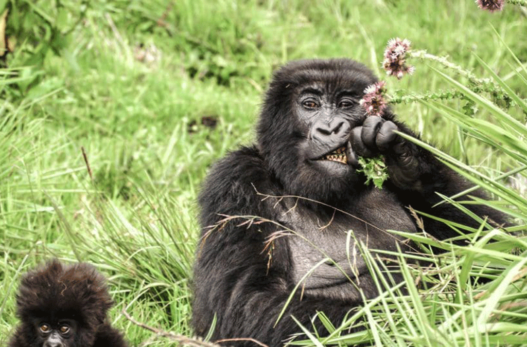 Best Short Rwanda Safaris 2 Best Short Rwanda Safaris