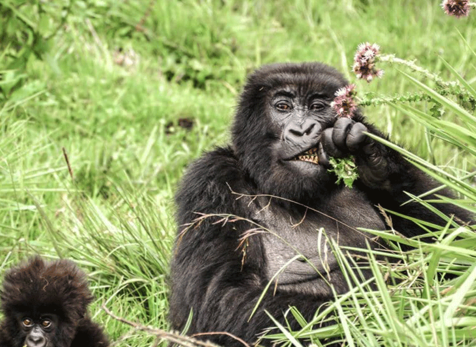 Best Short Rwanda Safaris
