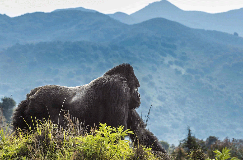 Best Things to Do in Rwanda Safari