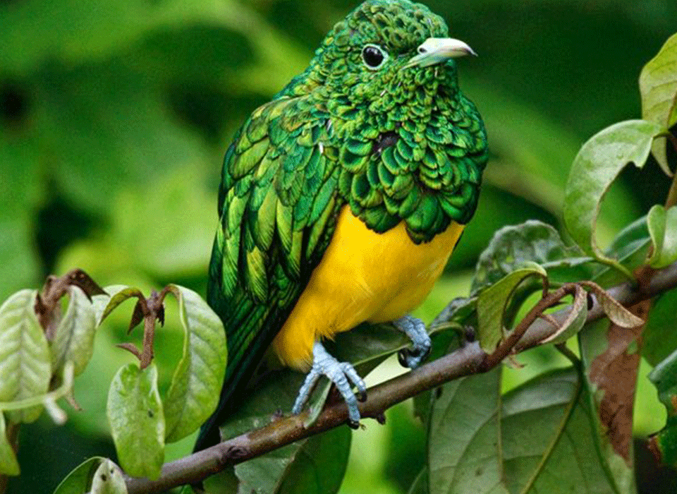 Birding in Queen Elizabeth National Park