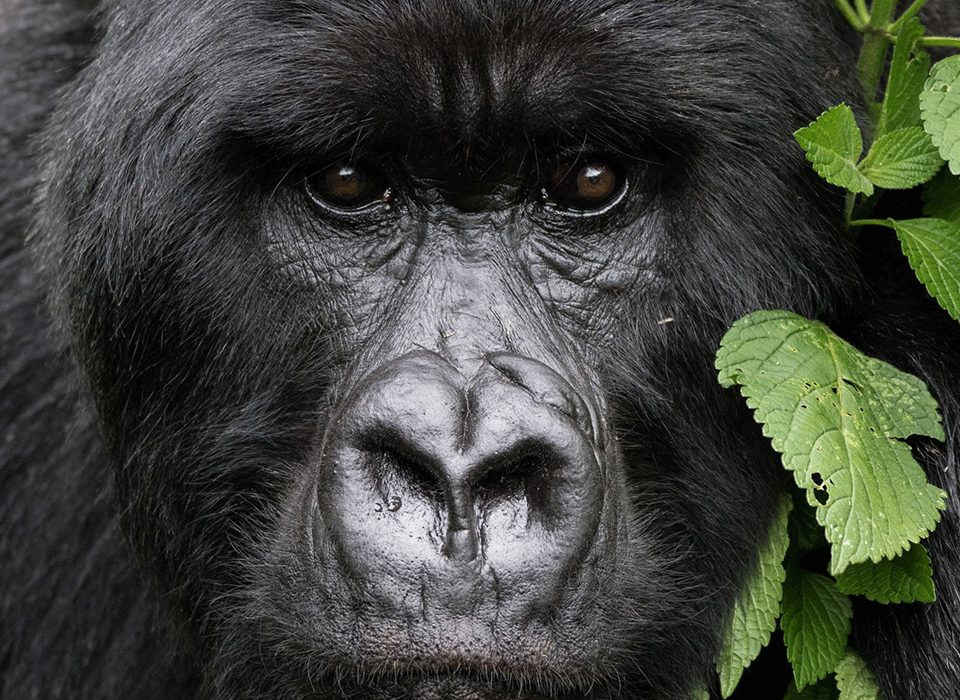 Gorilla Sighting Success Comparison between Bwindi and Mgahinga