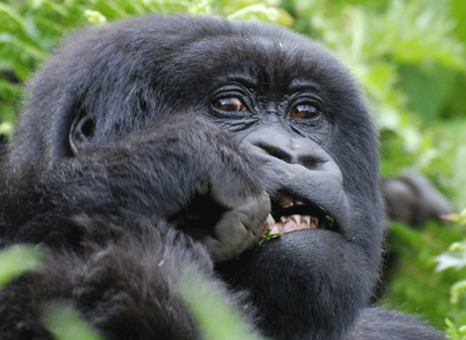 Obtaining a Short-Period Safari Permit