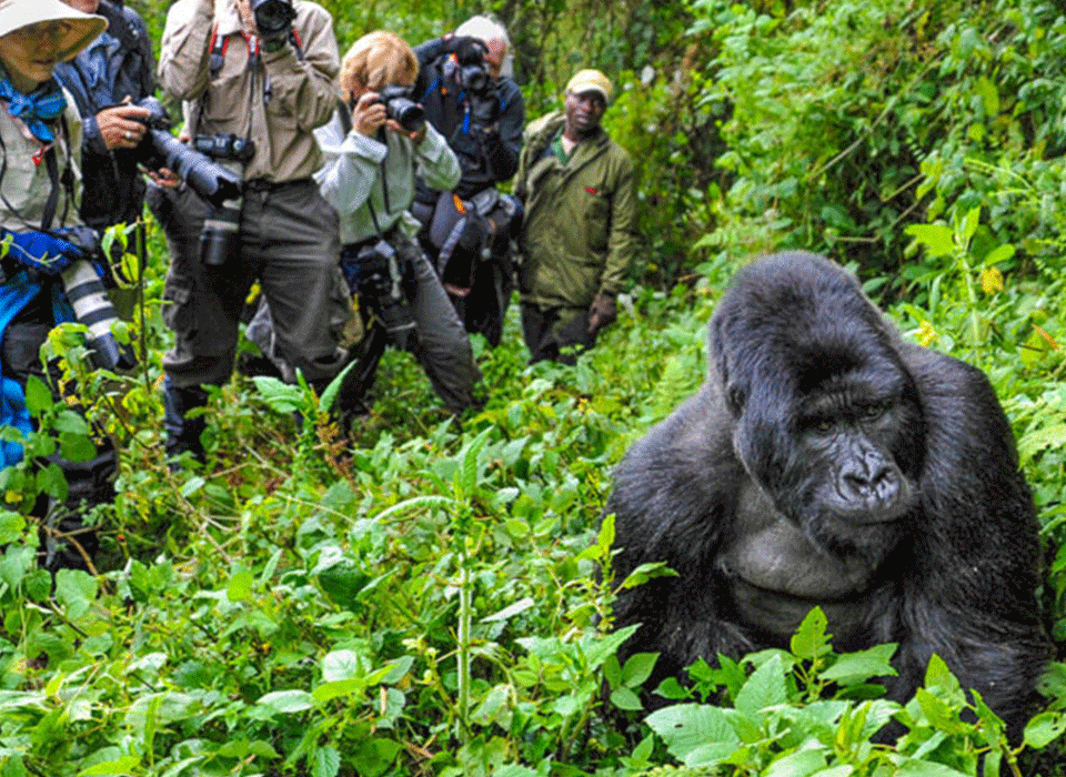 Primate Filming in Uganda