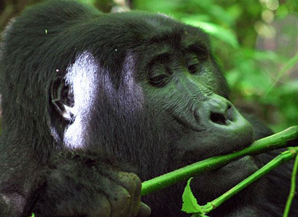 Visiting Uganda in 2026